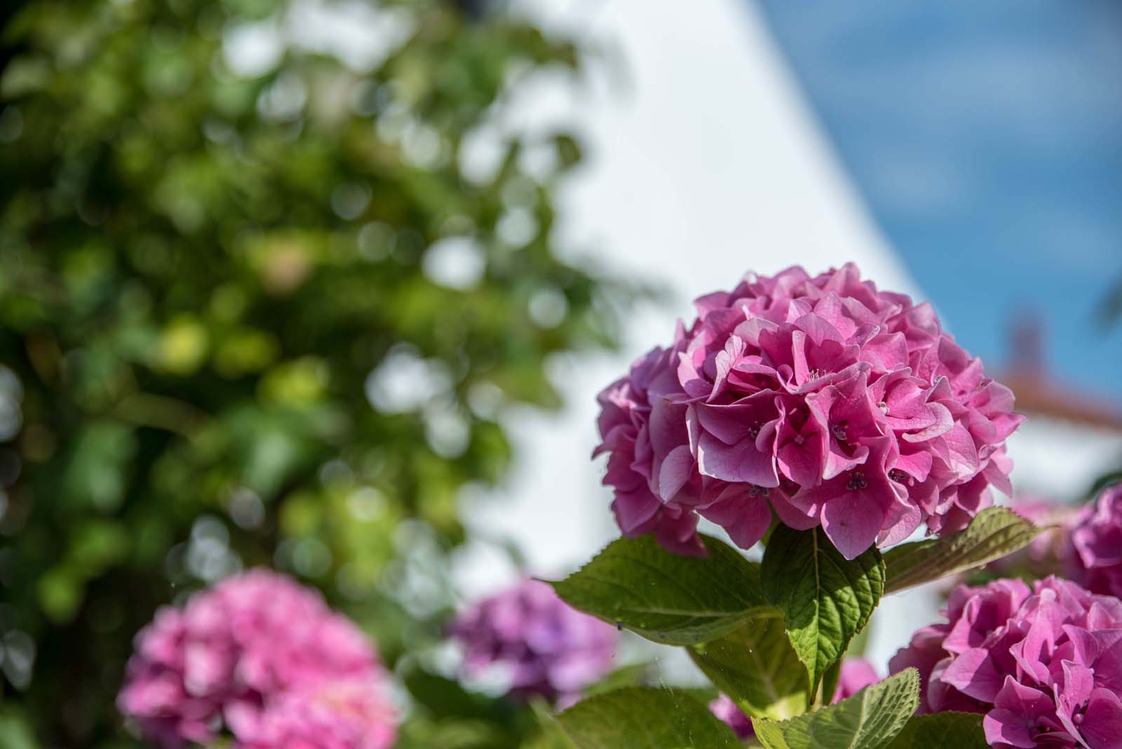 Rosa Blume im Kitagarten